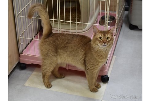 成約済の大阪府のソマリ-80191の3枚目